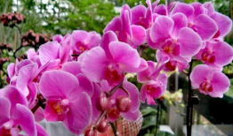 蝴蝶兰电视剧,爱在花海绽放